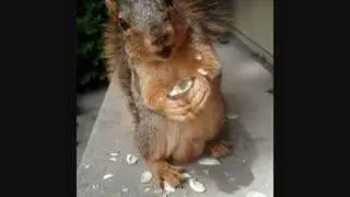 Mr. Jingles