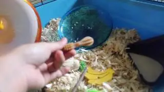 Adopting my new Syrian hamster || Luna Jr. ♡