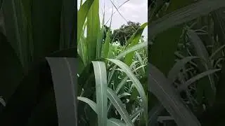 #sugarcane #sheti #farmimg 4th month Sugar cane