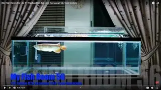 112 Gallon Red Tail Gold Arowana Fish Tank | New Tank Mate Next #f56