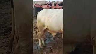Heavy Weight Desi Bachra Sale | Best Price | Limited Time Offer💰#Shorts#YouTubeShorts#Viral#Trending