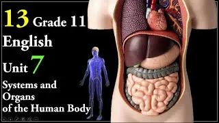 13 Grade 11 English Unit 7 Systems and Organs of the Human Body: The Kidneys