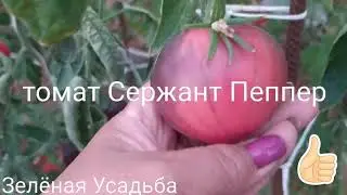 Tomato Sergeant Pepper: Honest Review.🍅