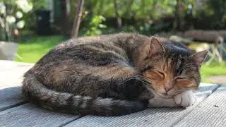 Relaxing Music for Cats – 30 Minutes