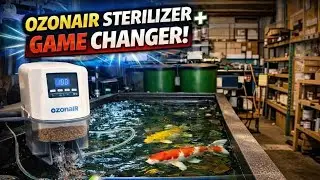 Why Ozone Is a Game‑Changer for Koi Keepers