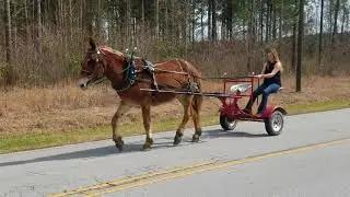 Beginner safe draft mule ride or drive