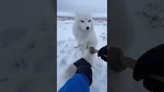 Arctic Fox Found Frozen to the Snow in the Tundra ❄️🦊