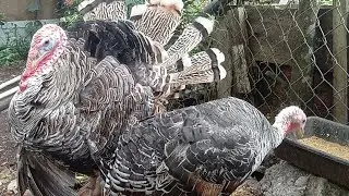 per&uacute; 🦃 #peru #aves #cria&ccedil;&atilde;o