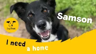 Samson the super Collie Cross | Dogs Trust Loughborough