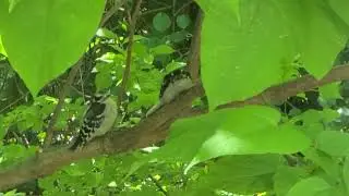 woodpecker teaching his chick to woodpeck (part 1)