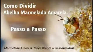 Como Dividir Abelha Marmelada Amarela - Passo a Passo.
