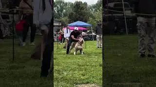 #shorts #trending #Bull #dogs #viral #youtubeshorts