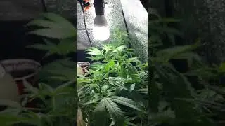 Mini grow tent #cr60 clones follow us @ razziigrows on Ig