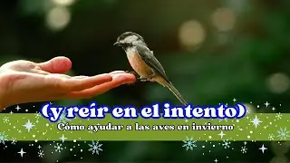 Mi objetivo C&oacute;mo ayudar a las aves en invierno (y re&iacute;r en el intento)