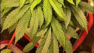 BIG LEAFING & TOPPING small MARIJUANA PLANTS