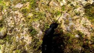 Grand (and drunk ;) ) staphylinidae beetle