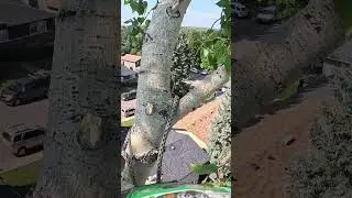 POV: Calgary Tree Removal 60 Feet Up 🌲