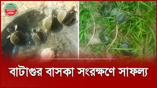 করমজলে জন্ম নিল ৬৫টি &lsquo;বাটাগুর বাসকা&rsquo; | Batagur Baska | Karamjal | Bangladesh Pratidin