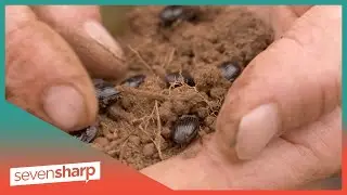 Auckland company comes up with solution for animal waste