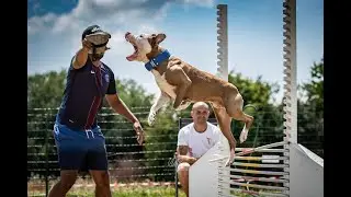 pitbull training french competition long jump high jump wall climb hedge jump