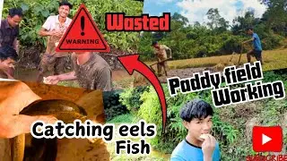 CATCHING EELS 🥵 & PADDY FIELD WORKING|| WASTED 🥵🚫 #catchingfish #catchingeels #paddyfarming