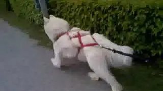 Rollerjoring