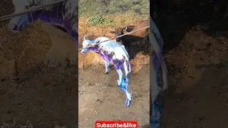#trending #robot #viral