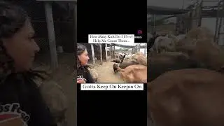 Counting Sheep #rancholosfonseca #pettingzoo #muscoy #playground #jose #thankyou