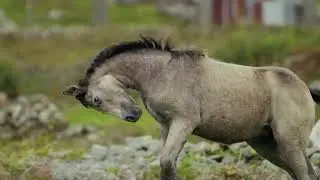 horse running in slow motion#horse#animals#cute#best animals