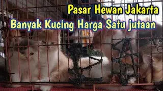 KUCING pasar Hewan ❗ Berapa si Harganya, wajib tau kalau mau adopsi