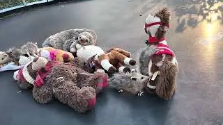 Kittens and baby opossums having fun