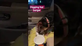 Наслаждаясь ужином #собака #ужин #бургер #копание