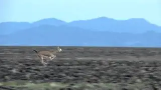 Goitered Gazelle