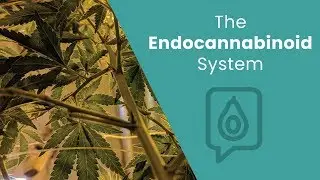 What's the Endocannabinoid System? | Dr. Josh Axe