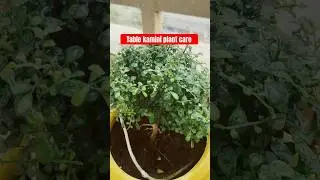 Table Kamini Plant care #houseplants #indoorplants #plantcare