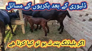 (657) Bleeding after delivery in Goats/Delivery k bad Bakriyon k masael or Unka Hal