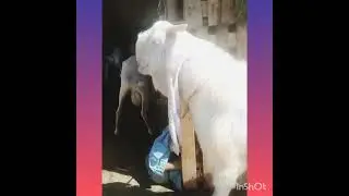 |ATS Cattle Farm|Season 2023|Mandi Update| Cafe Piyala|The Gulabi Beauty|Bakra hay ya sharukh|Phatan
