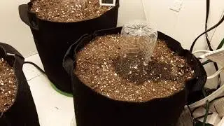 Germinating Cannabis Seeds - Part 2