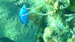 bluehamlet.MOV
