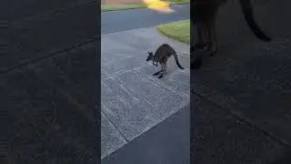 Adorable Surprise! Red Kangaroo Mom Misses Dropping Her Baby! #omg #shorts #viral