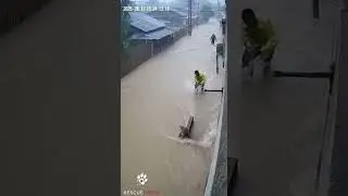 Tiger Trapped in Deadly Trap &mdash; Rescue Team Arrives Just in Time