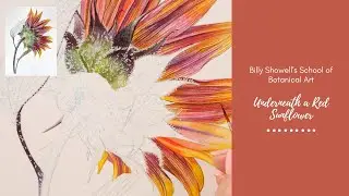 Underneath a Red Sunflower - Preview with Billy Showell ⎮Watercolour Beautiful