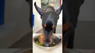 My ASMR Dog Reviewing Food - Mukbang Dog Chewing Sounds