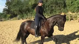 Kate Coyle Armley Dressage with Brynithon Knight (Nero) 15/06/22