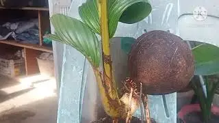 First coconut bonsai project.