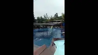 FLYING FOX,  ABOVE THE SWIMMING POOL