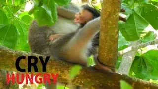 CRY - CRY ... ALBA HUNGRY !! I BEG YOU FEED MILD FOR ME | Poor Alba hopeless cry so sad no milk.