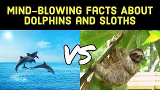 dolphin vs sloth | sloths hold breath longer than dolphins | animal facts