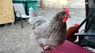 3-day fin de semana con estos cluckers