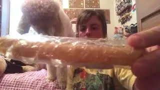 BarkBox Unboxing Large Dog ** February 2018